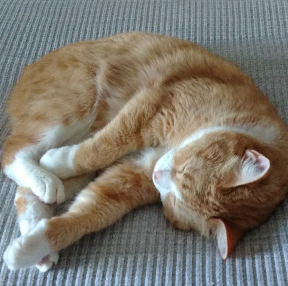 Meet your Posher, Michelle - Picture 4 of 5